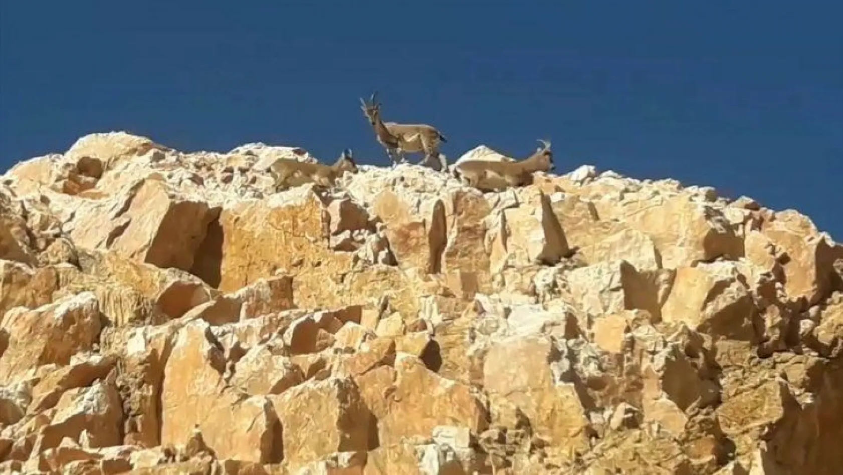 Elazığ'da dağ keçileri kara yoluna indi