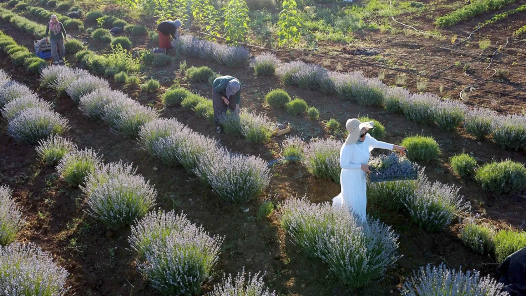 Elazığlı kadın girişimci, atıl araziyi lavanta bahçesine dönüştürdü