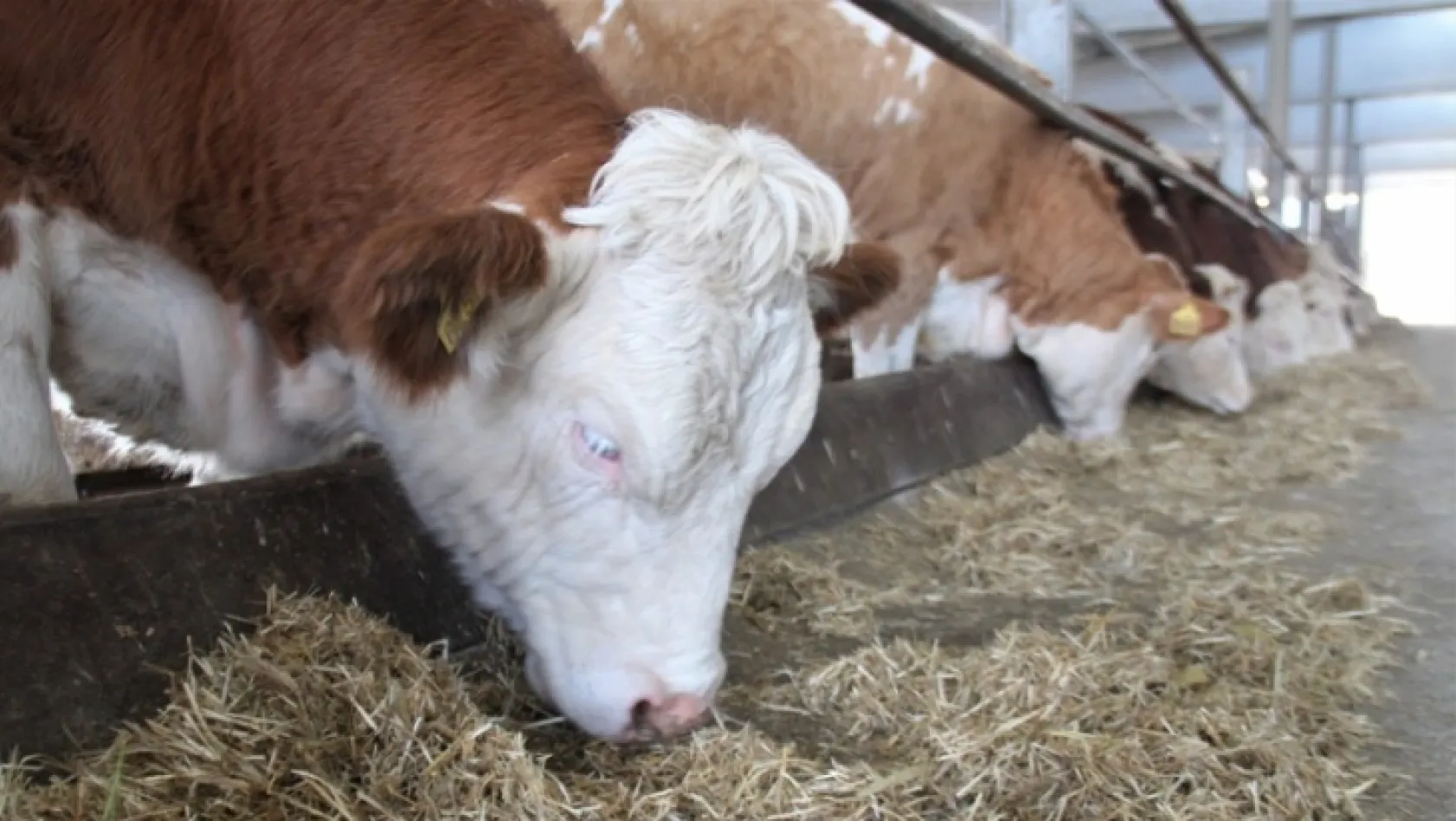 Kurduğu çiftlikte ithal ettiği hayvanlarla, yıllık 260 ton süt üretiyor