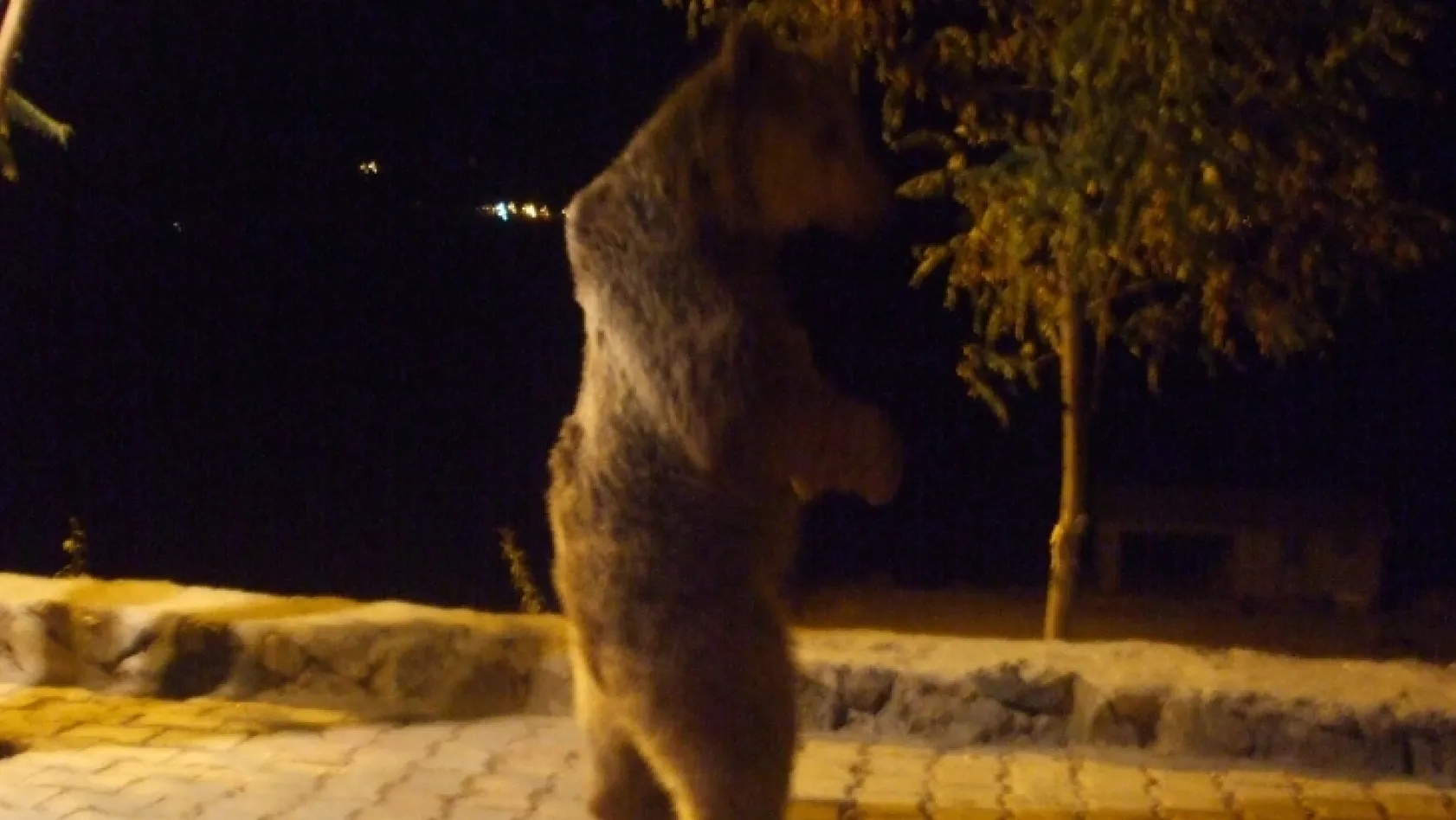 Tunceli'de ayılar böyle görüntülendi