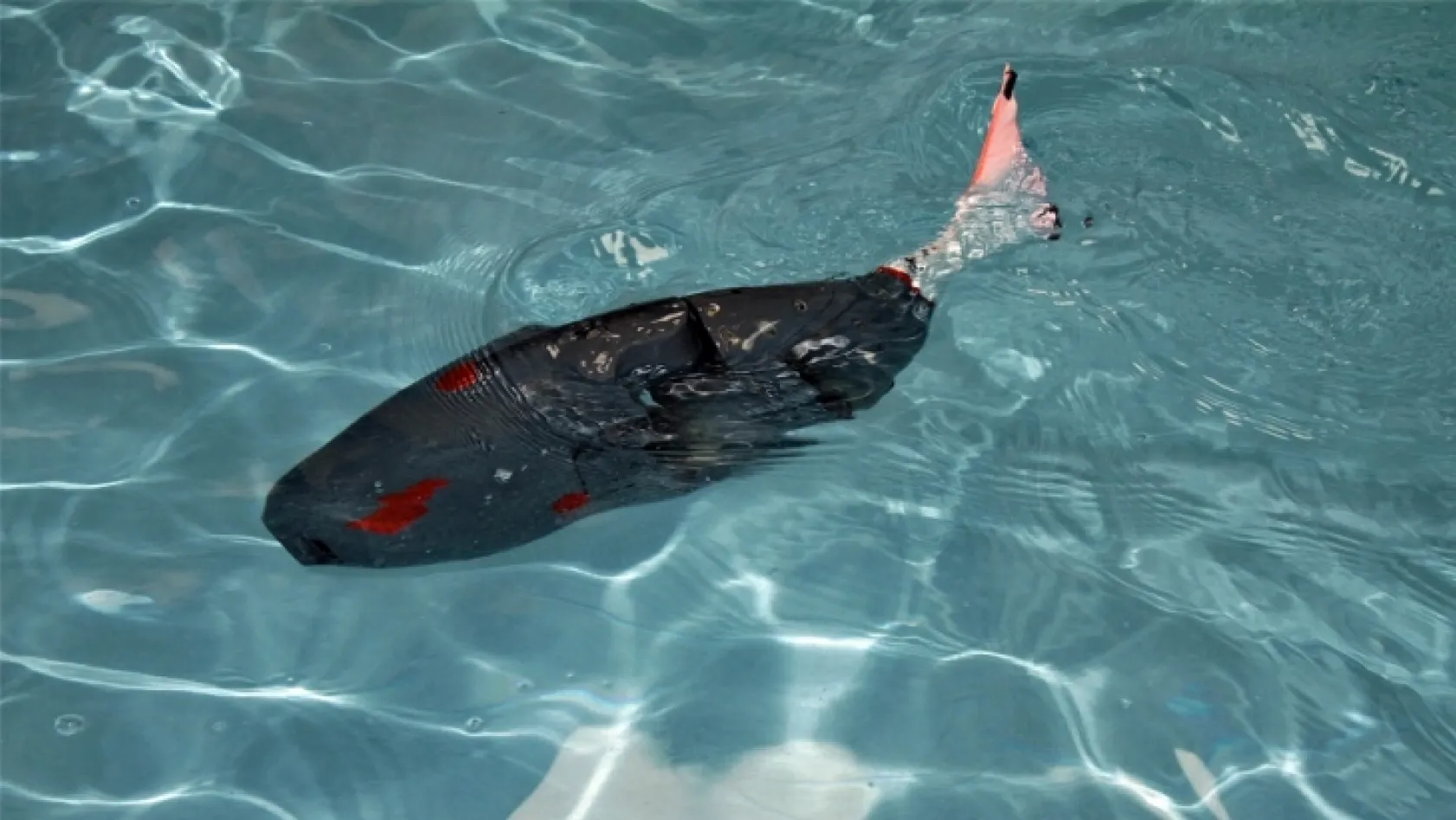 Akıllı robot balık, su altının yeni keşifçisi olacak