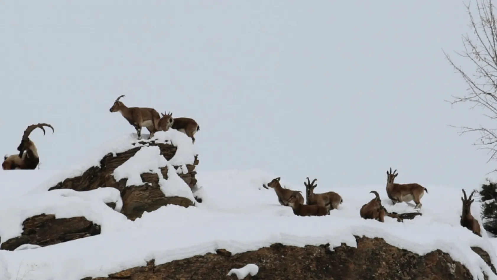 Yiyecek bulma sıkıntısı yaşayan dağ keçileri vadilere inmeye başladı