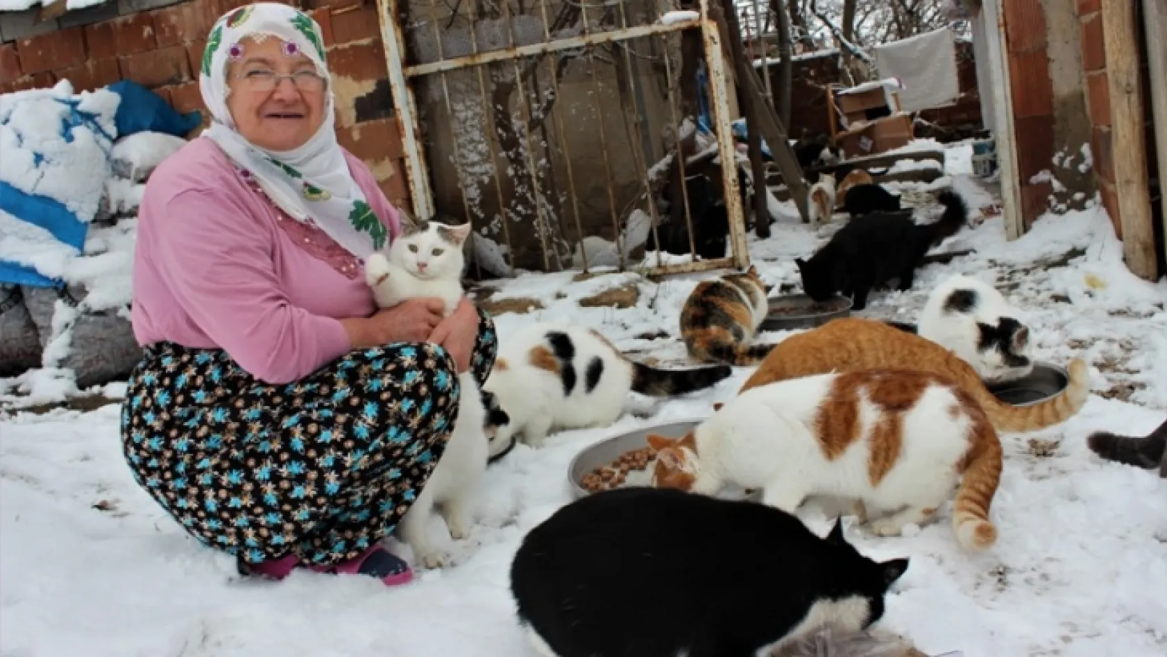 Nuriye Teyze kış nedeniyle 58 kediye evinde bakıyor