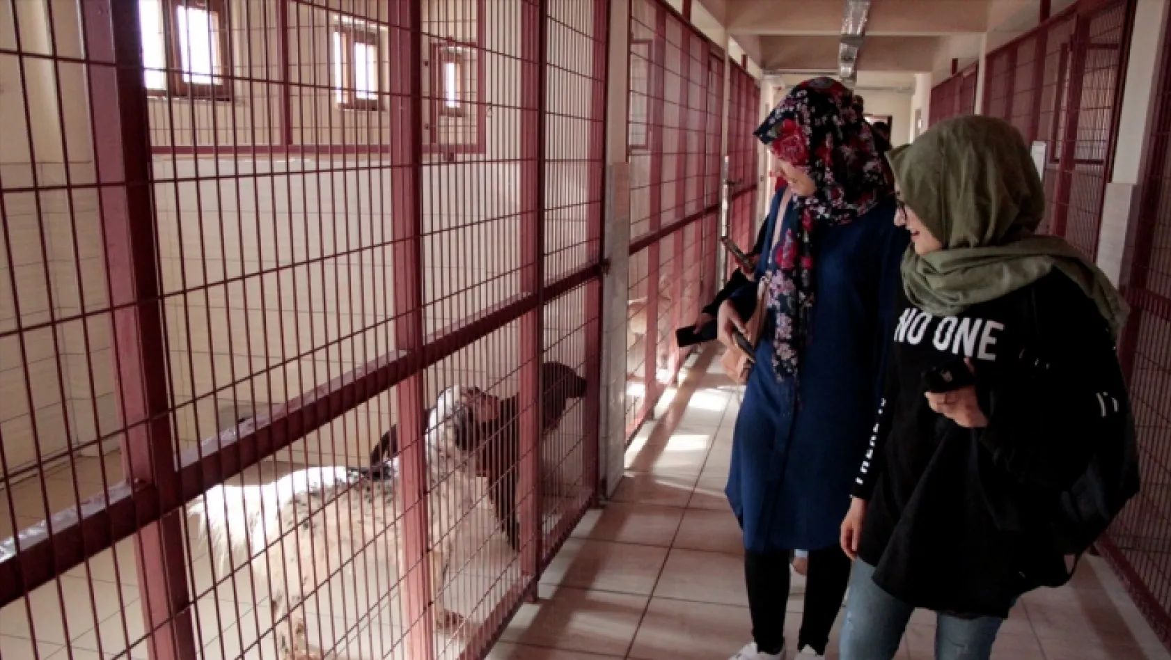 Elazığ'da 'Hayvanları Koruma Günü' etkinlikleri