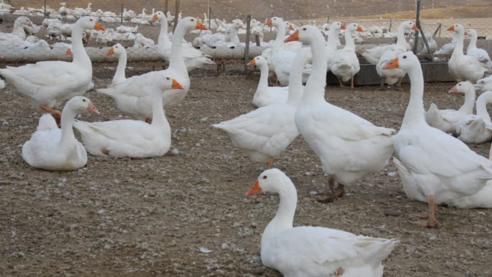 Türkiye'nin en büyük kaz çiftliği Elazığ'da