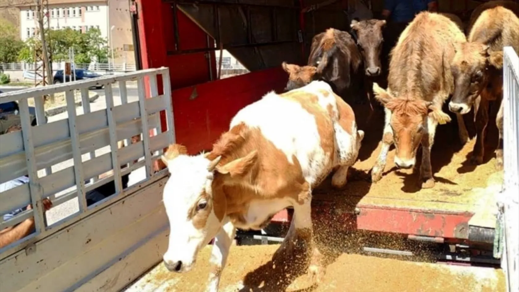 Keban'da genç çiftçilere inekleri teslim edildi