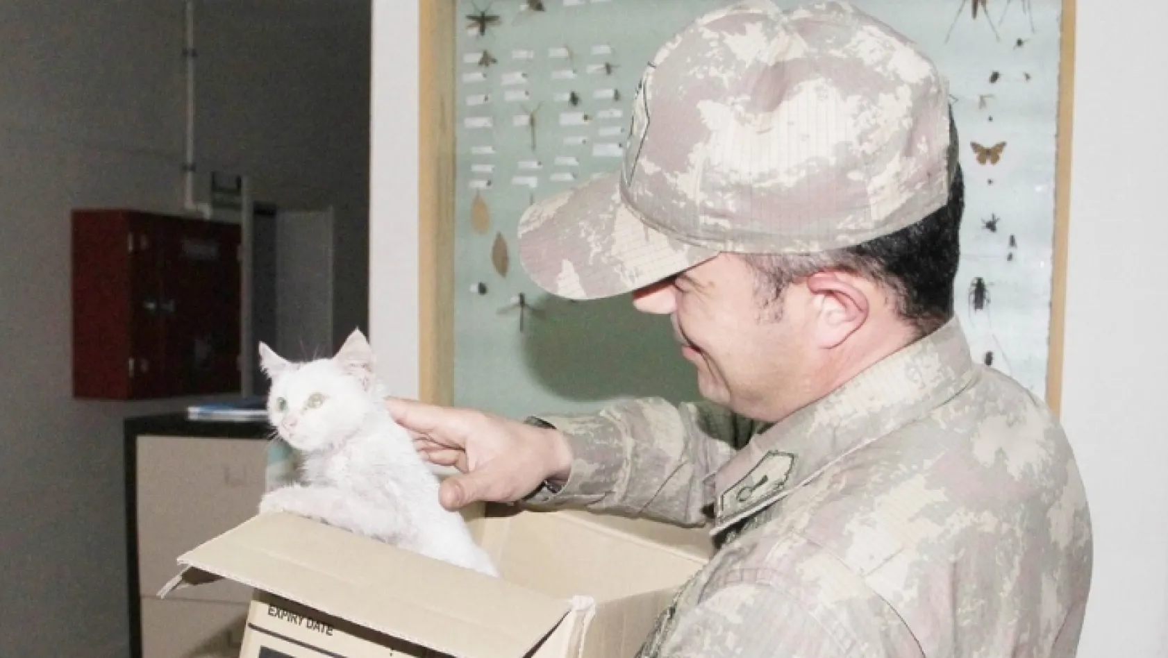 Askerden yaralı kediye şefkat eli
