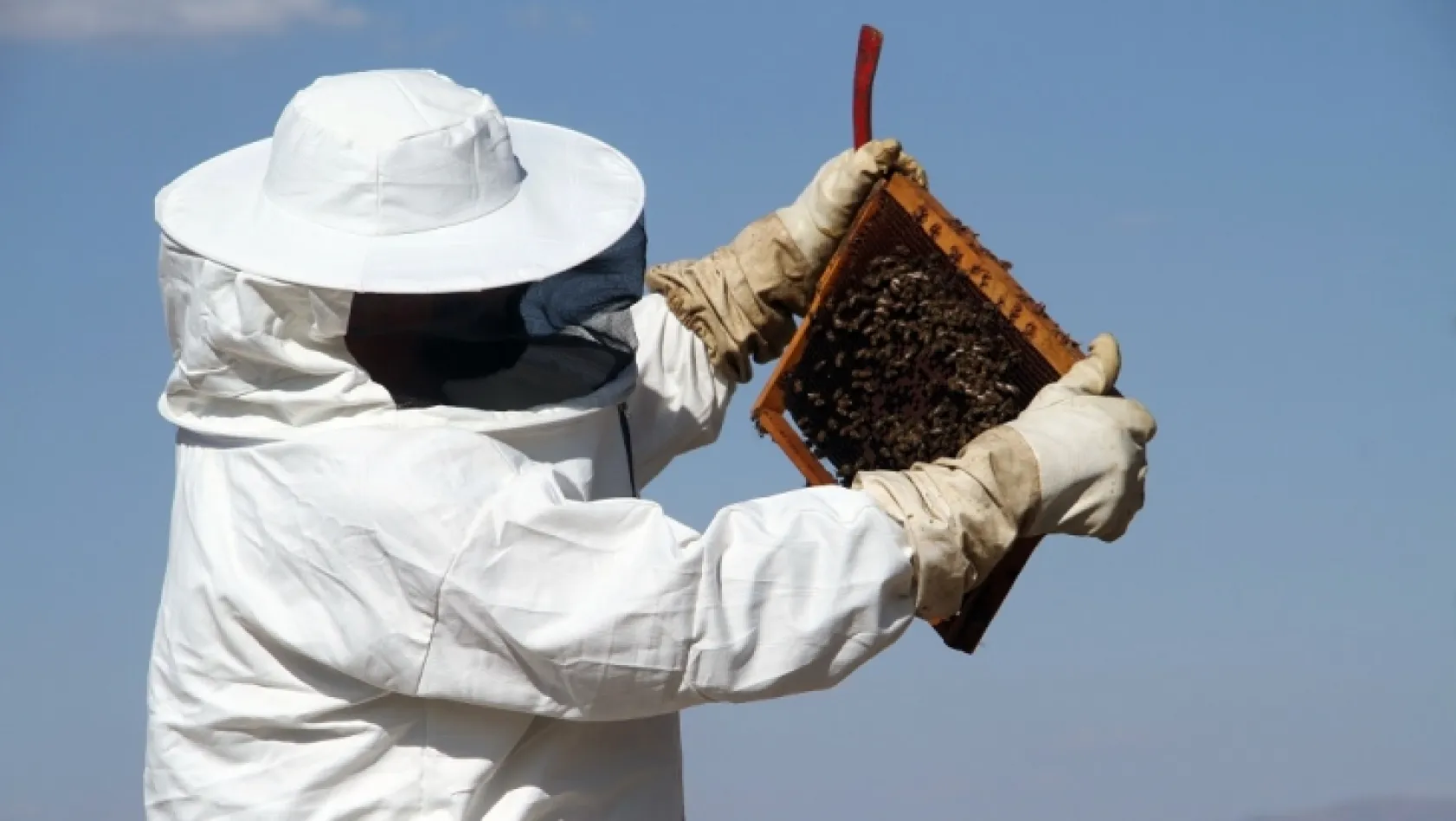 İklim değişikliği arıları etkiledi, bal üretimi 5 kat düştü