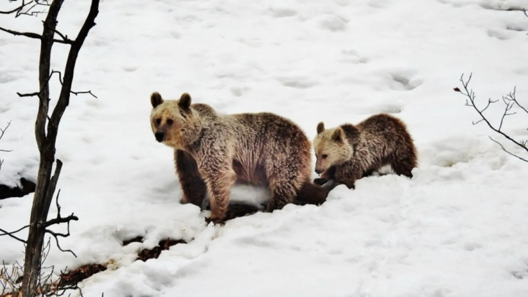 Tunceli'de anne ve yavru ayı, kış uykusu yerine gezmeyi tercih etti