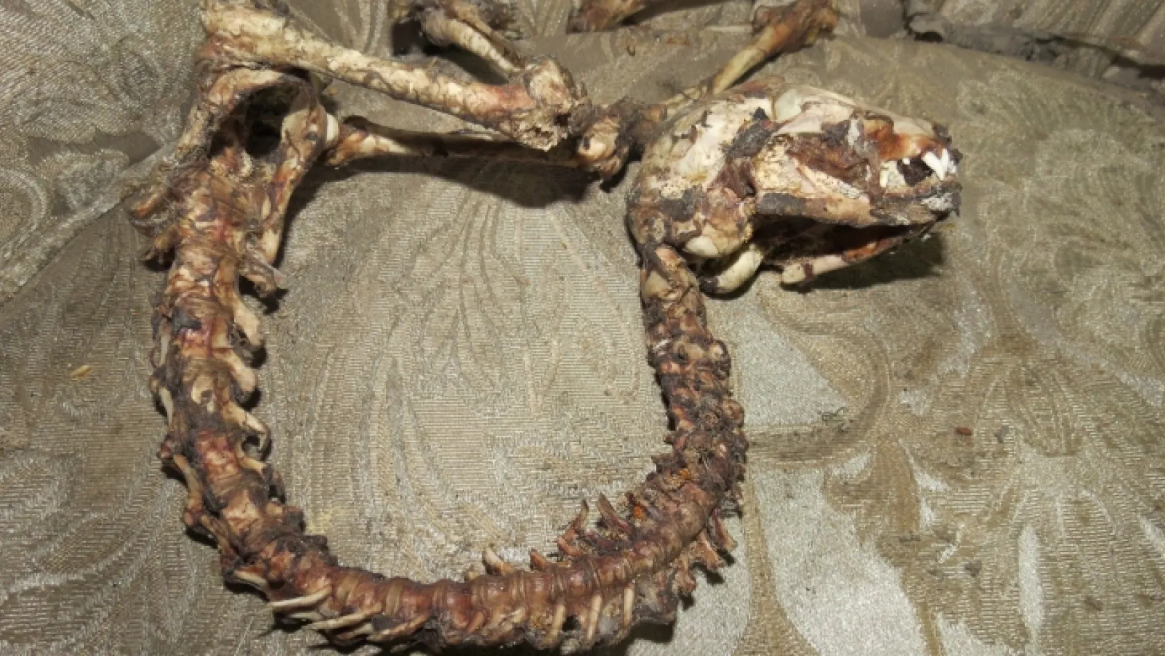 Bingöl'de ilginç hayvan iskeleti