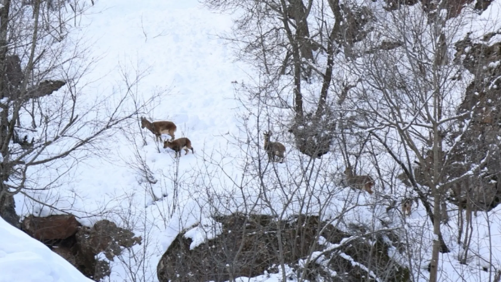 Çetin geçen kış, koruma altındaki dağ keçilerini de etkiliyor