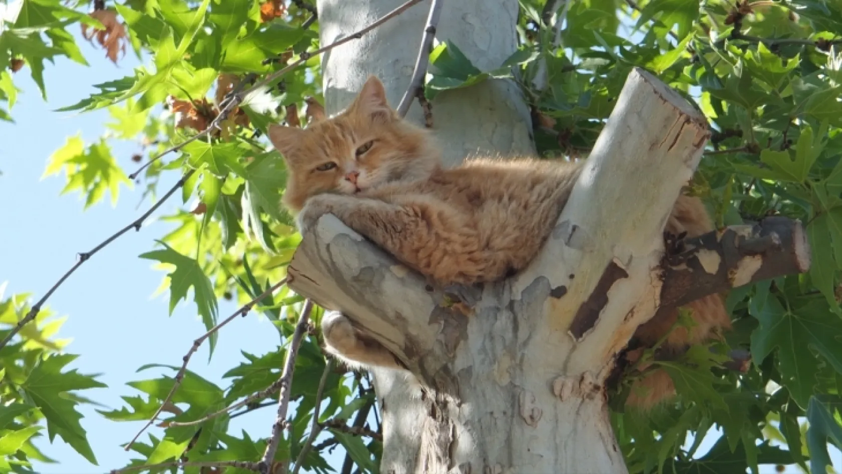 Ağaçta mahsur kalan kedi itfaiye ekibince kurtarıldı