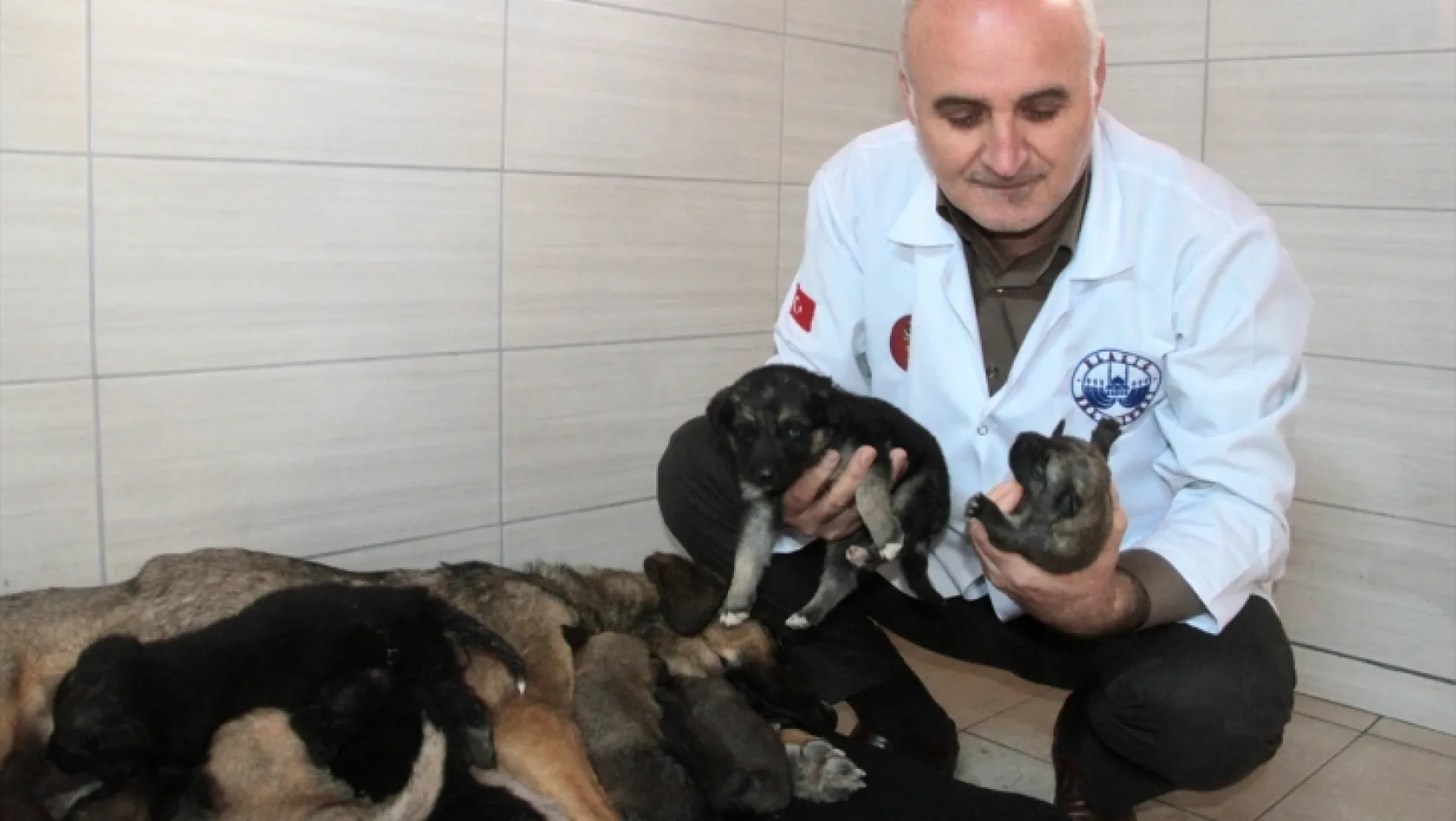 Sulama borusuna sıkışan yavru köpekleri belediye ekipleri kurtardı