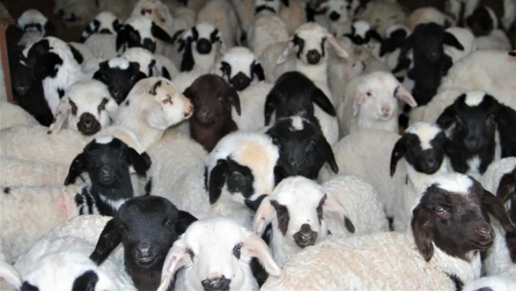 Koyun ve kuzuların renkli buluşması 