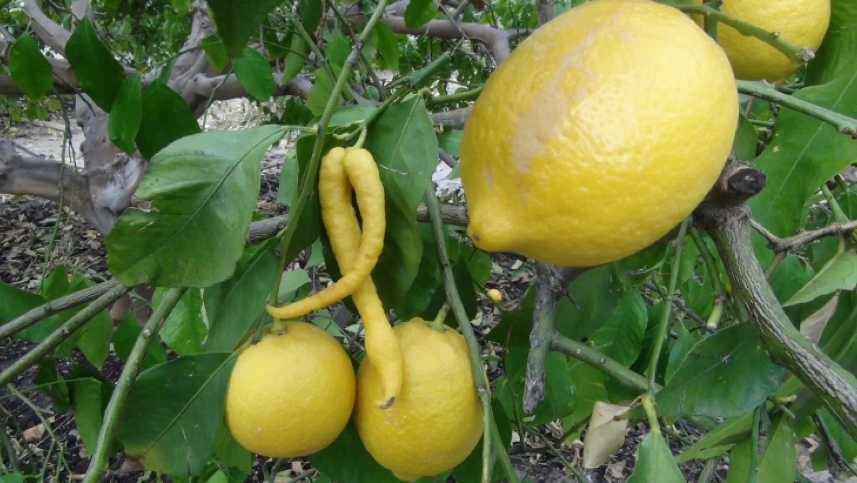 Biber görünümlü limon