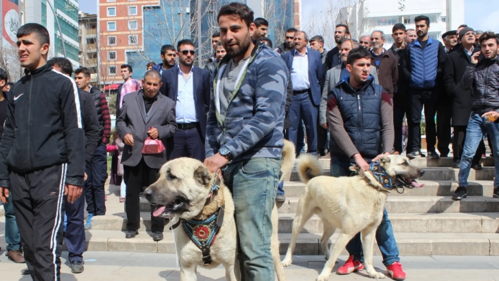 Hollanda'yı Kangal köpekleriyle protesto ettiler