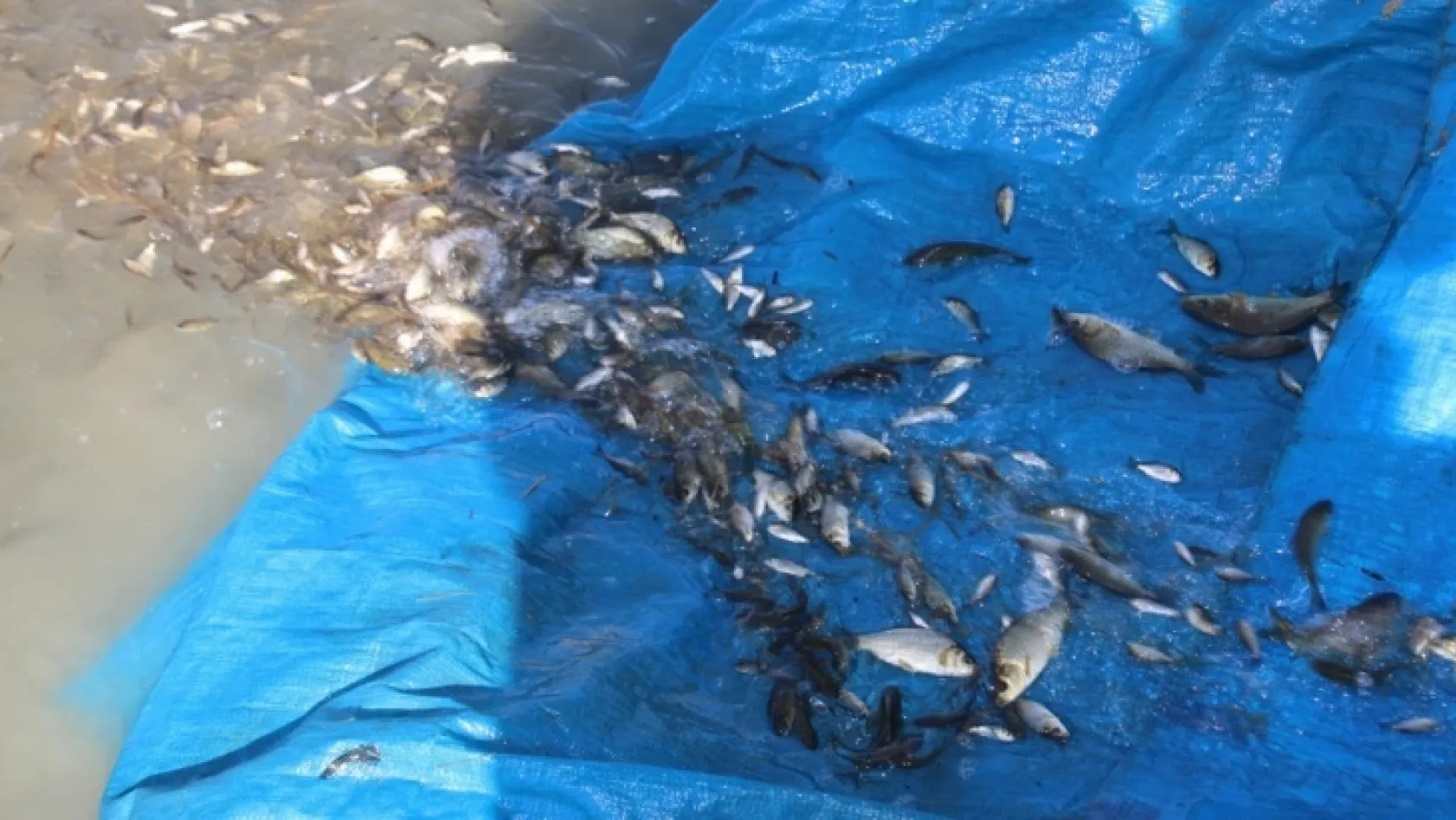 Cip Barajı'na 100 bin balık bırakıldı