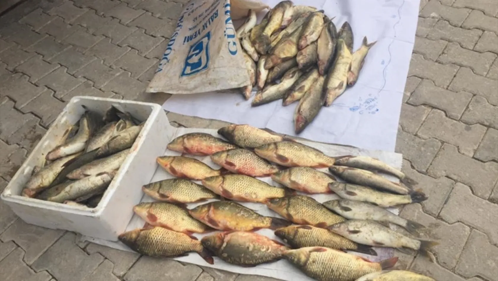 Keban'da 70 kilogram balığa el konuldu