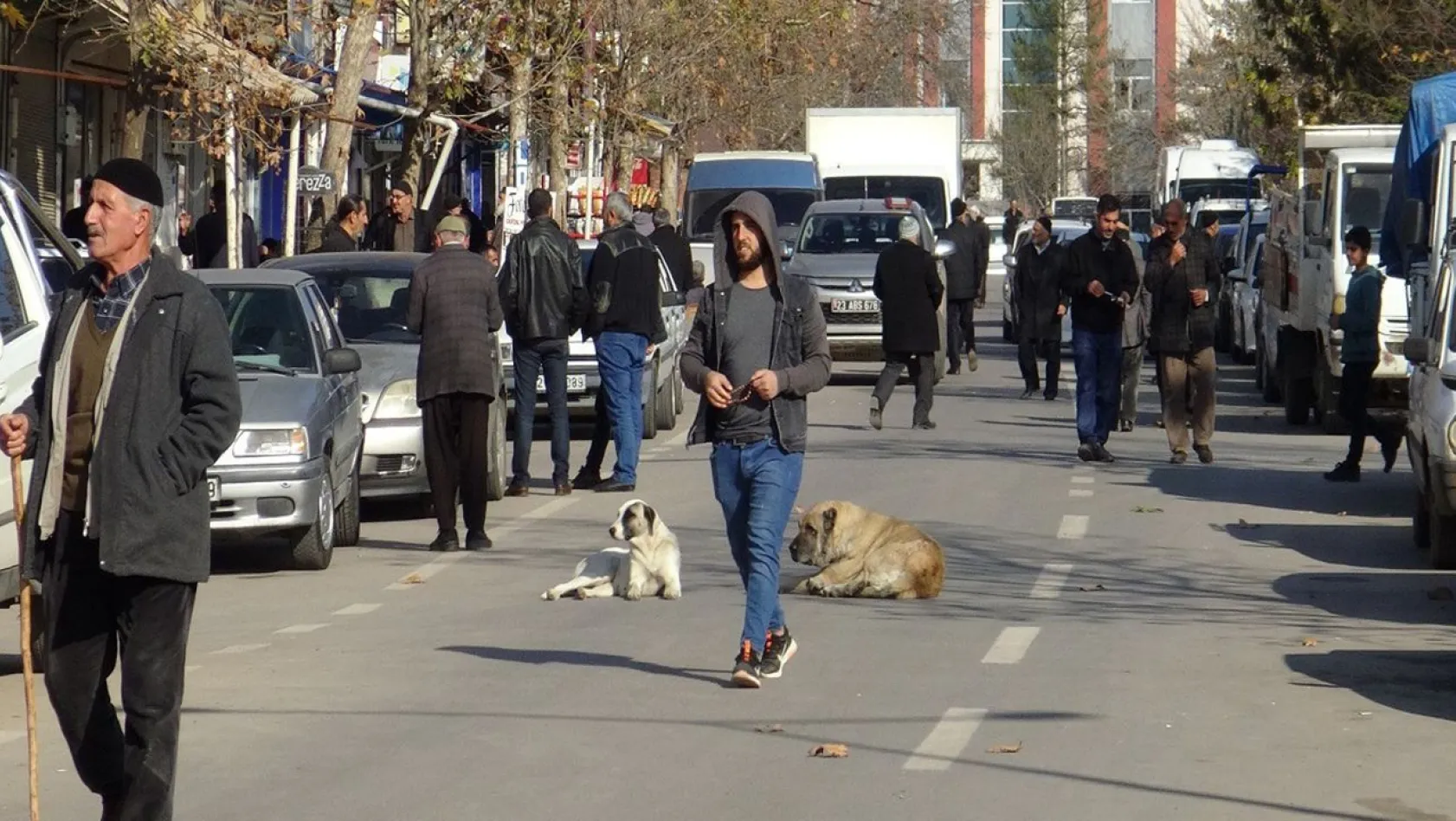 HÜDA PAR 'Sokak köpekleri tehlike saçıyor'