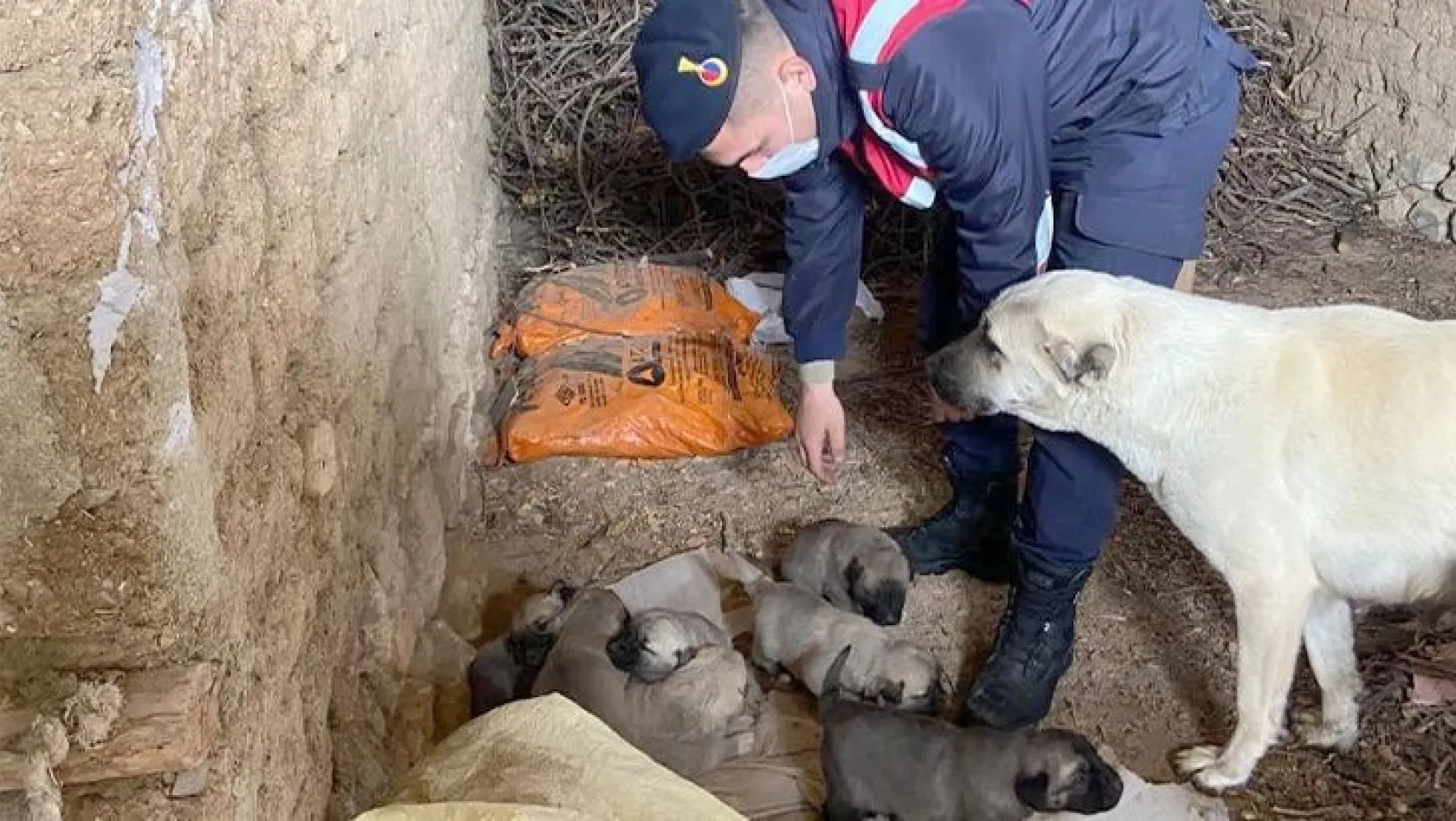 Jandarma ekipleri, anne ve yavru köpeklere sahip çıktı