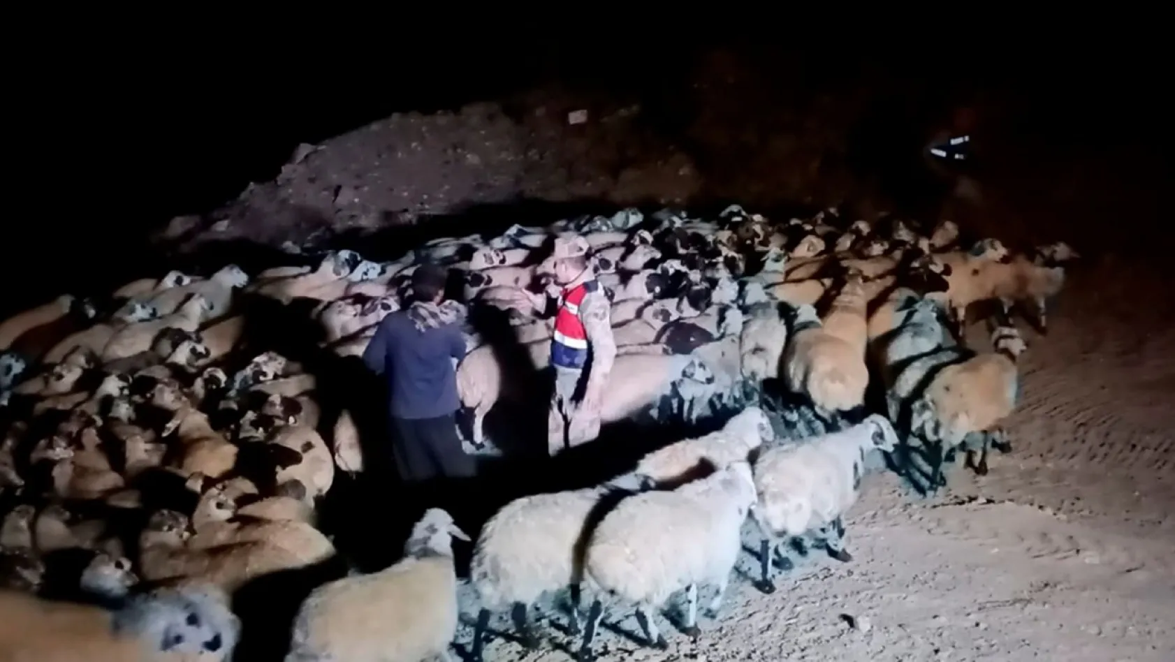 Jandarma, kaybolan koyunları dron ile buldu