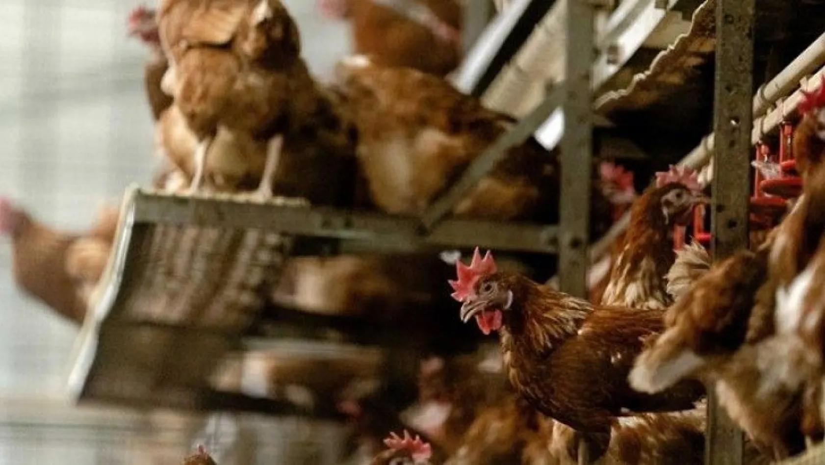 Japonya'da kuş gribi salgınında 5.8 milyon tavuk itlaf edildi