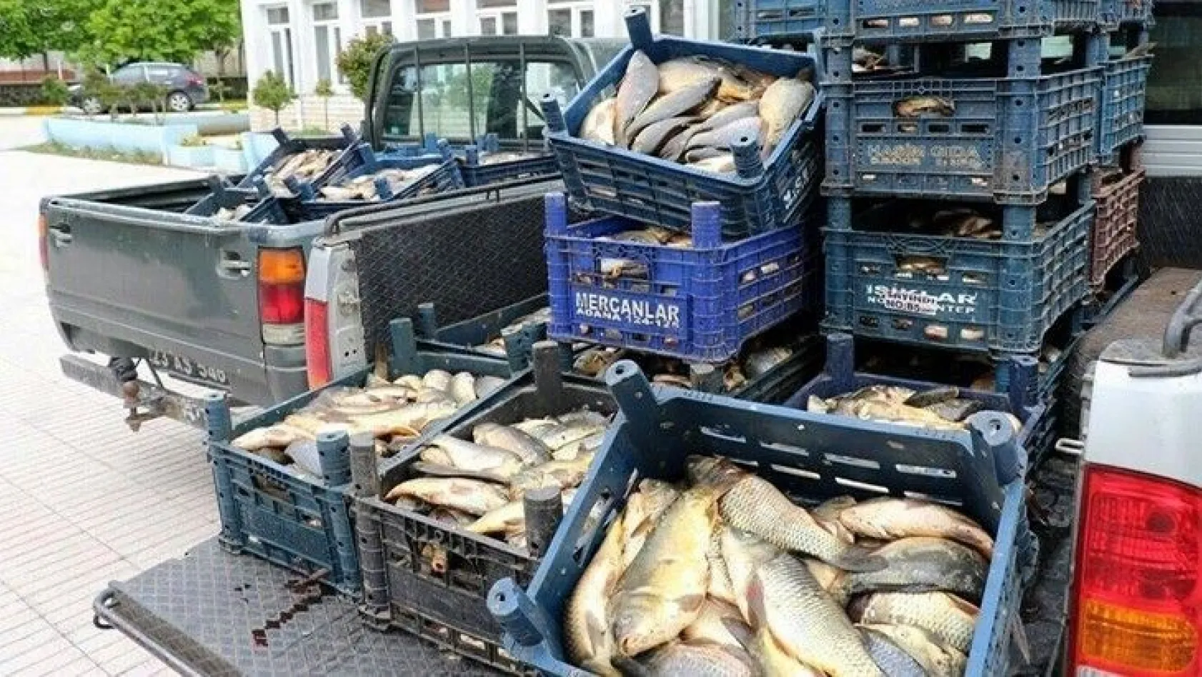 Kaçak avlanan 700 kilo balık ele geçirildi