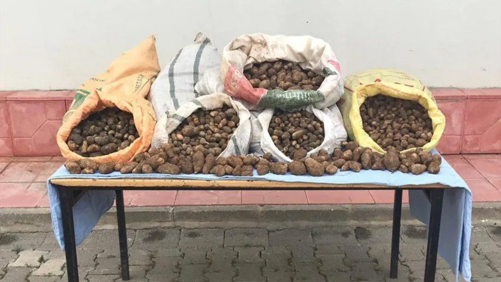 Kaçak salep soğanı toplayan 4 kişiye toplamda 240 bin lira ceza