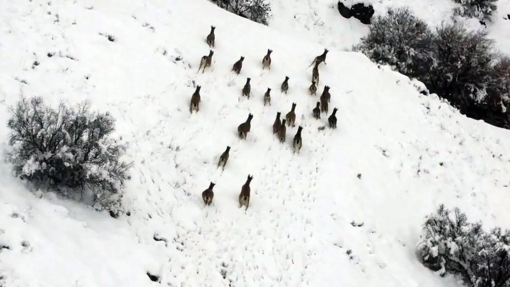 Karlı dağlarda yem arayan dağ keçileri görüntülendi