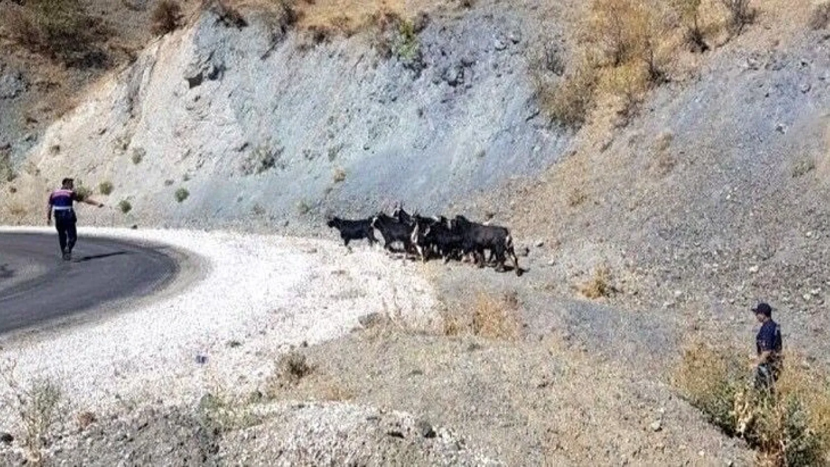 Kaybolan keçiler drone ile bulundu