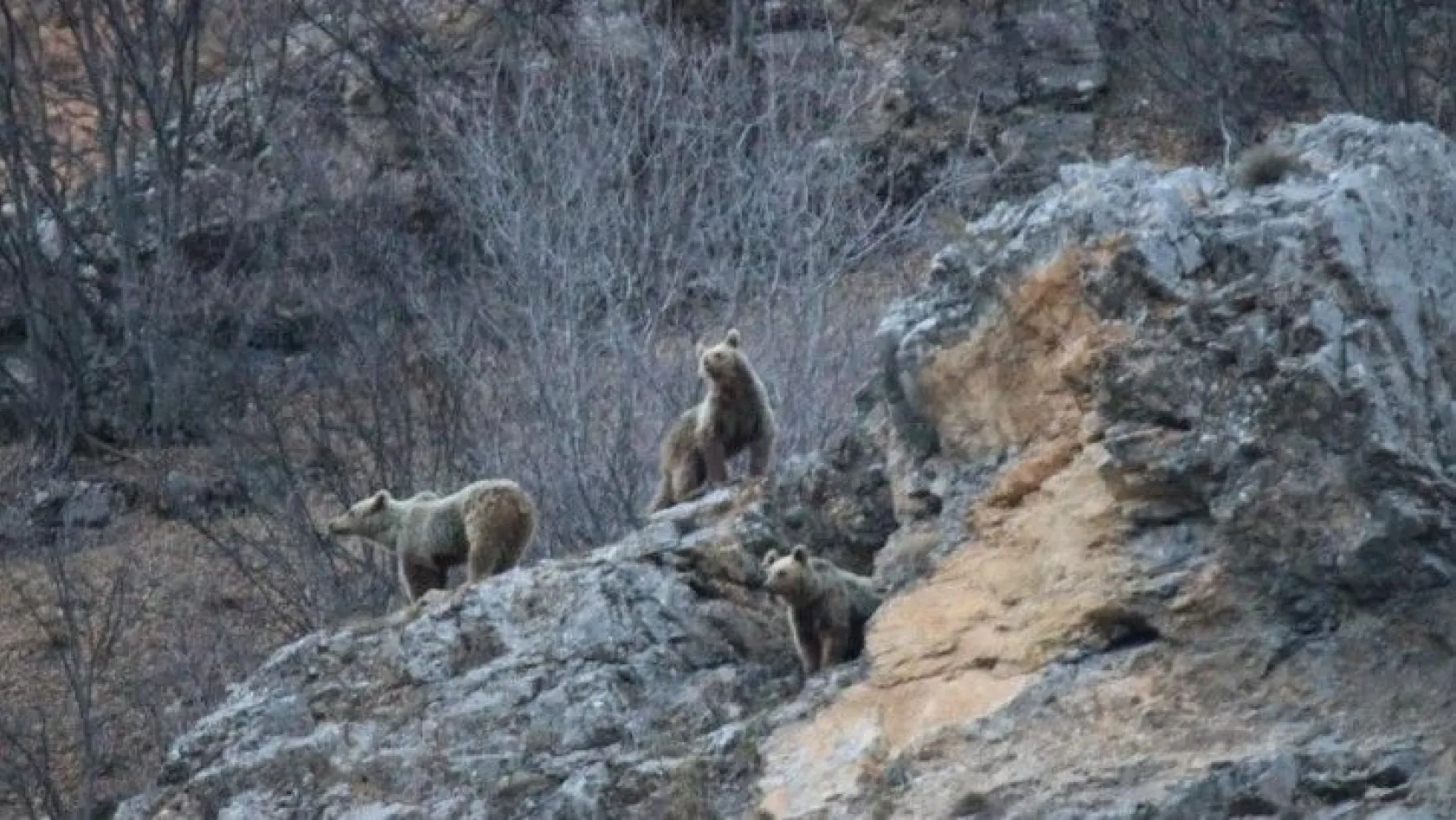 Kış uykusundan uyanan anne ve yavru ayılar görüntülendi