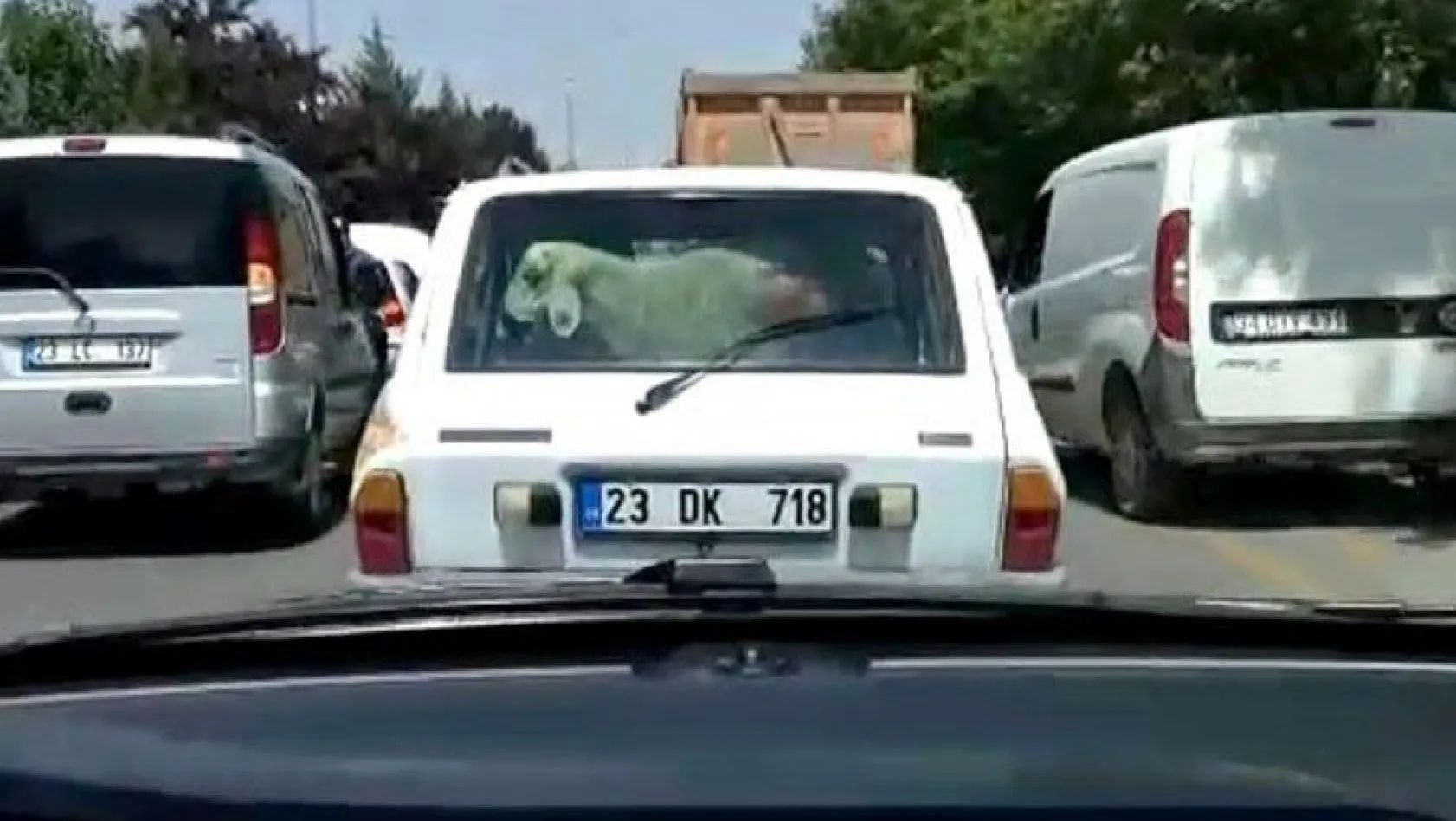Kurbanlık koyunu otomobilin bagajında böyle taşıdı