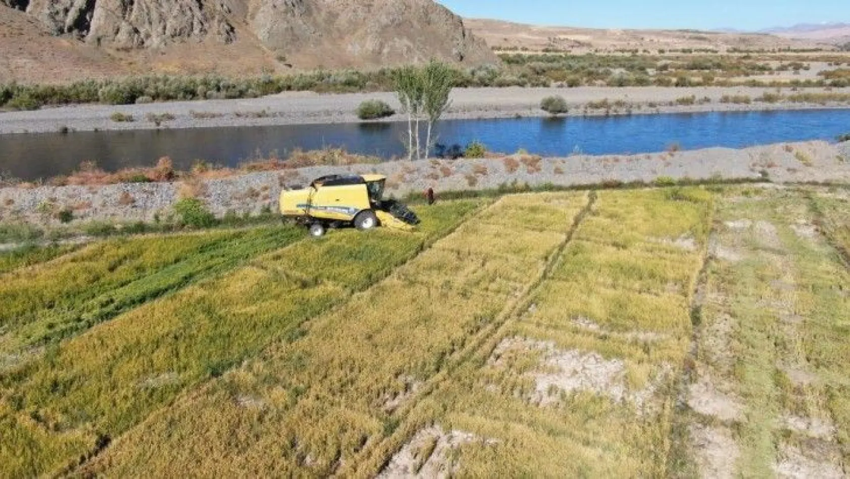 Kuruyan Murat Nehri'nde yetişen pirinç için hasat zamanı