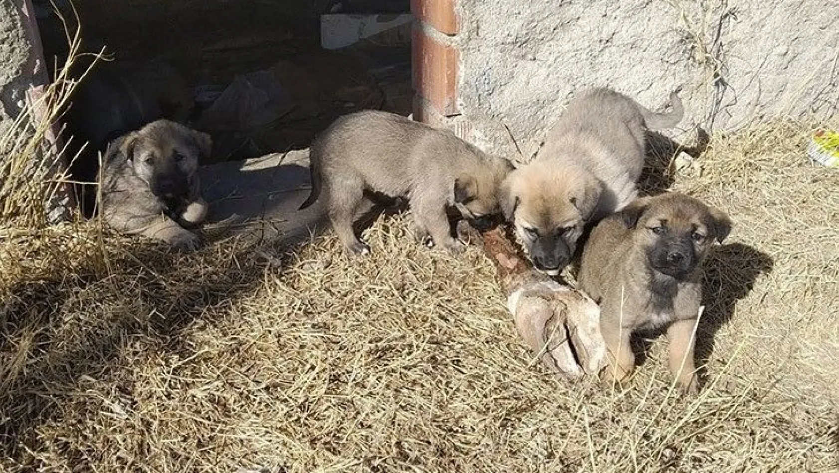 Mahsur kalan yavru köpekler kurtarıldı