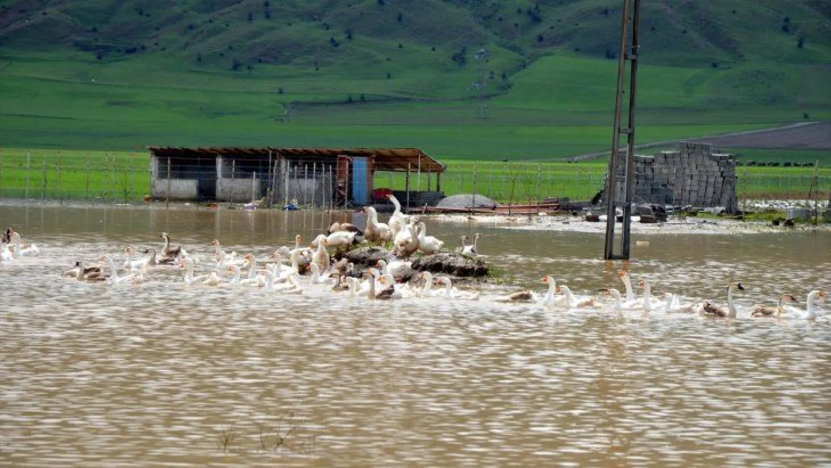 Muş'ta kaz ve hindi çiftliğini su bastı
