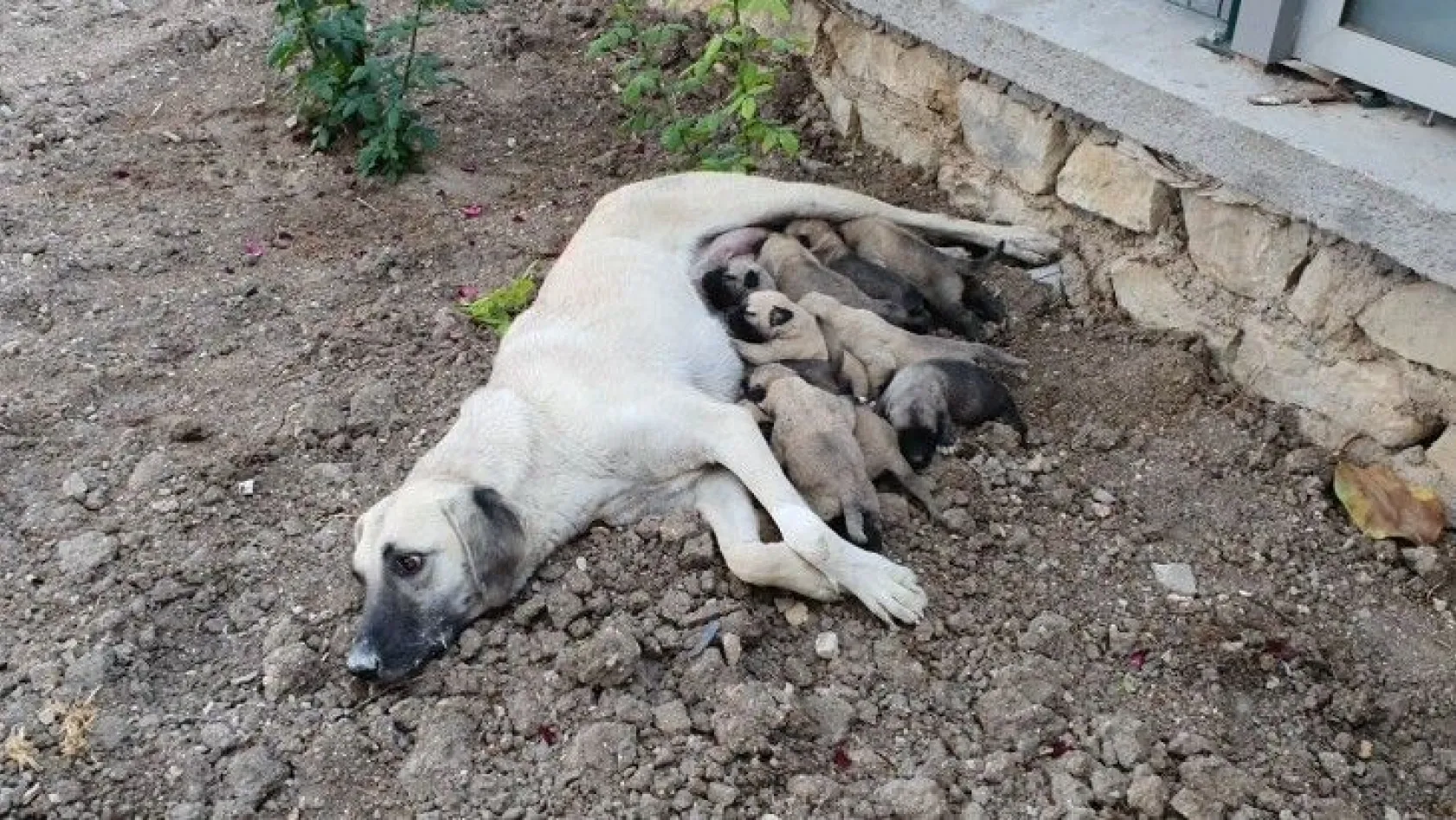 Ölüme terk edilen yavru köpekler annelerine kavuştu