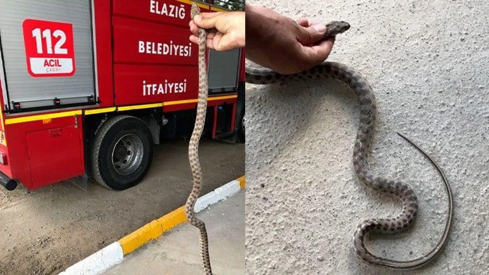 Elazığ'da yılanlar ortaya çıkmaya başladı