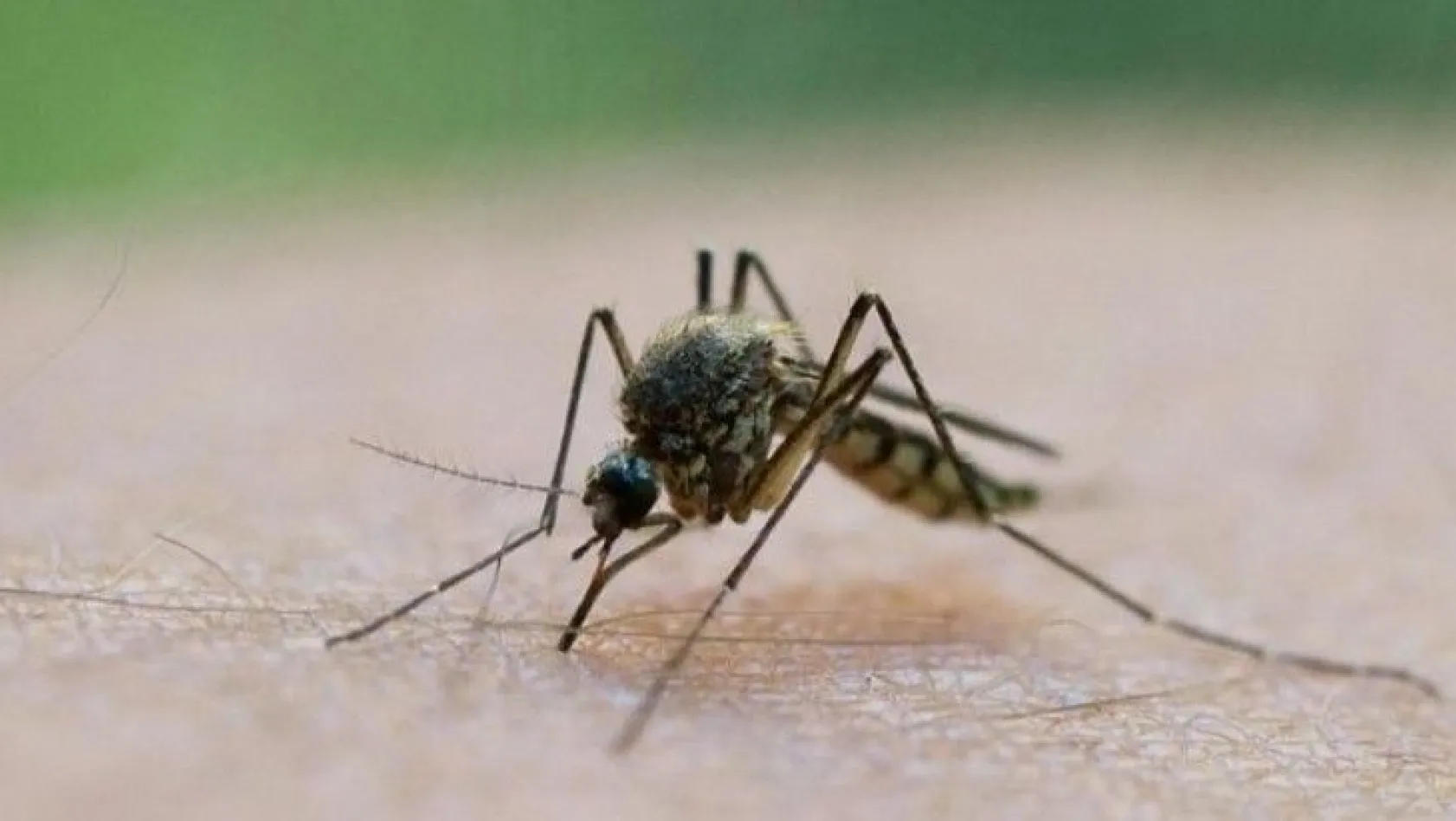 Sivrisinek Covid-19 bulaştırır mı ?
