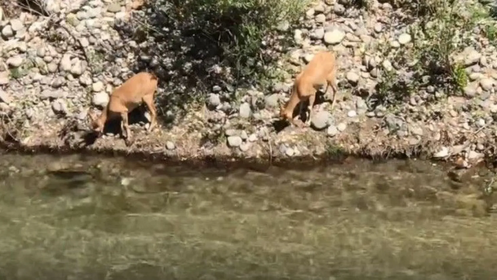 Su kıyısına inen dağ keçileri görüntülendi