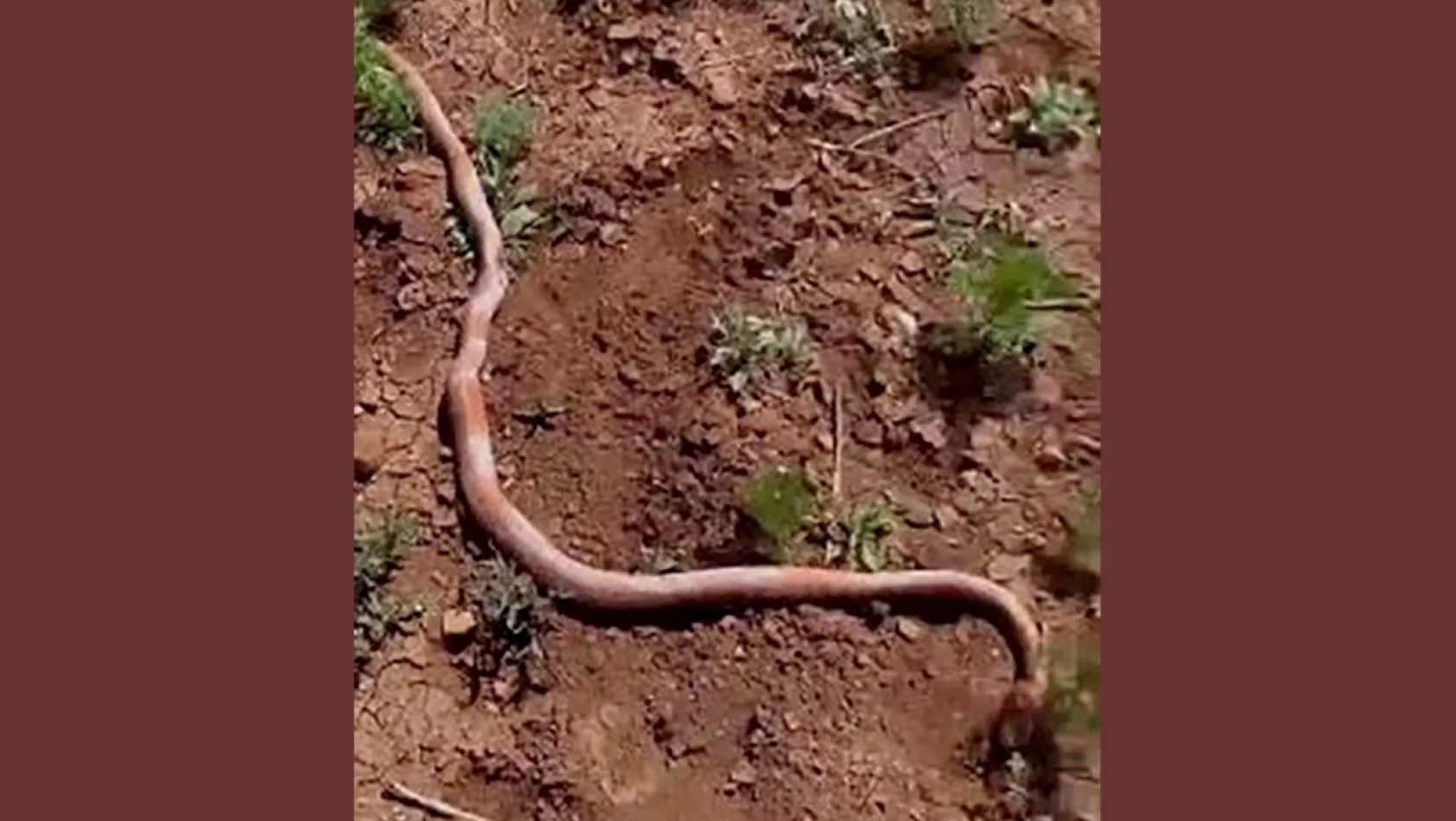Su kuyusu kazısında yılan çıktı