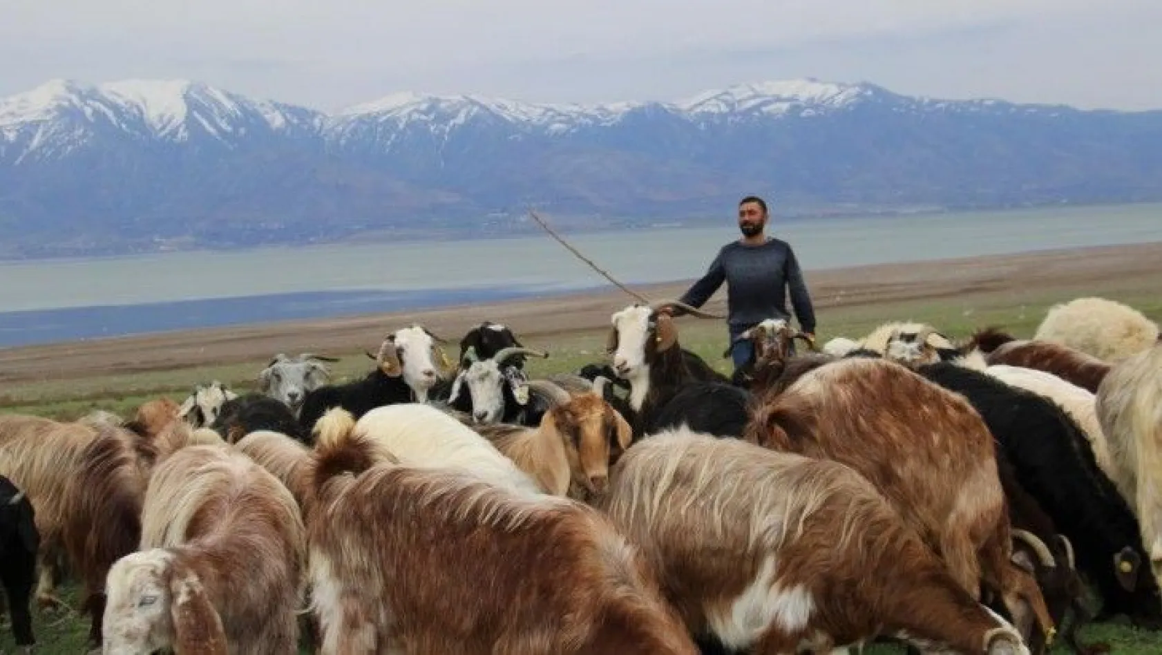 Süt için aldığı keçiler çift çift kuzulayınca sürü sahibi oldu