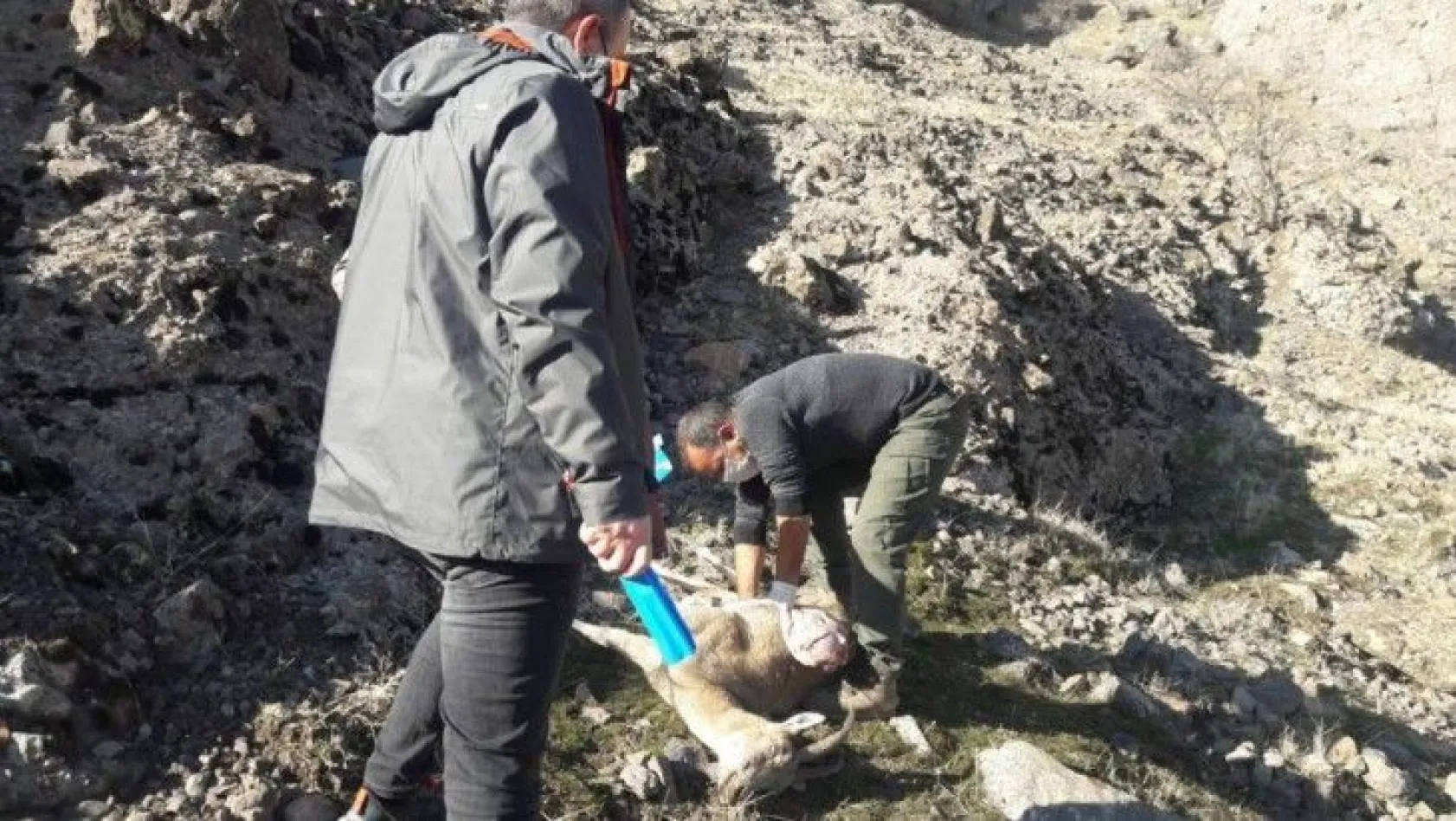 Tunceli'de 7 yaban keçisi daha ölü bulundu