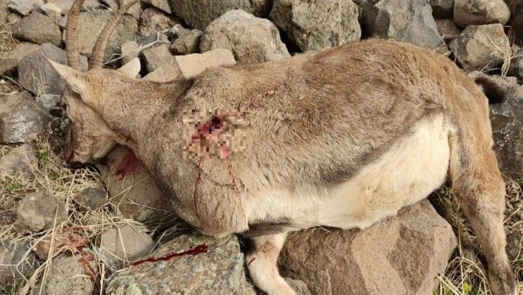 Tunceli'de dağ keçisi vuran şahsa 27 bin 777 TL ceza