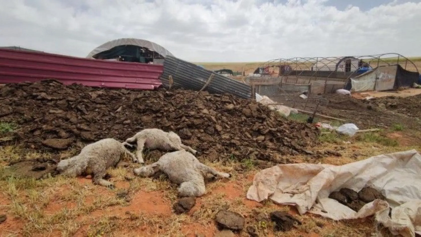 Tunceli'de fırtına çatıları uçurdu, hayvanları telef etti