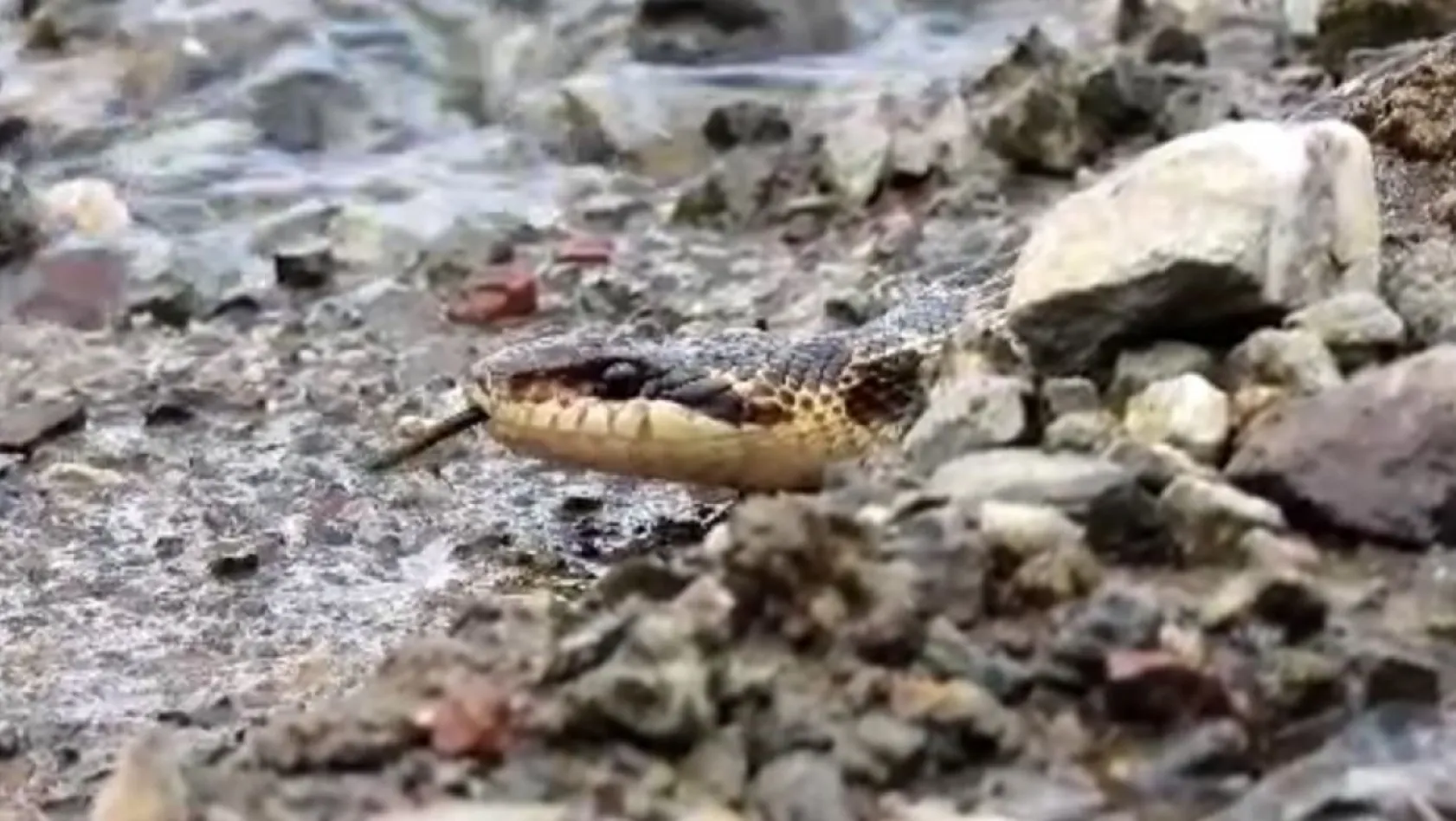 Tunceli'de sarı yılan görüntülendi