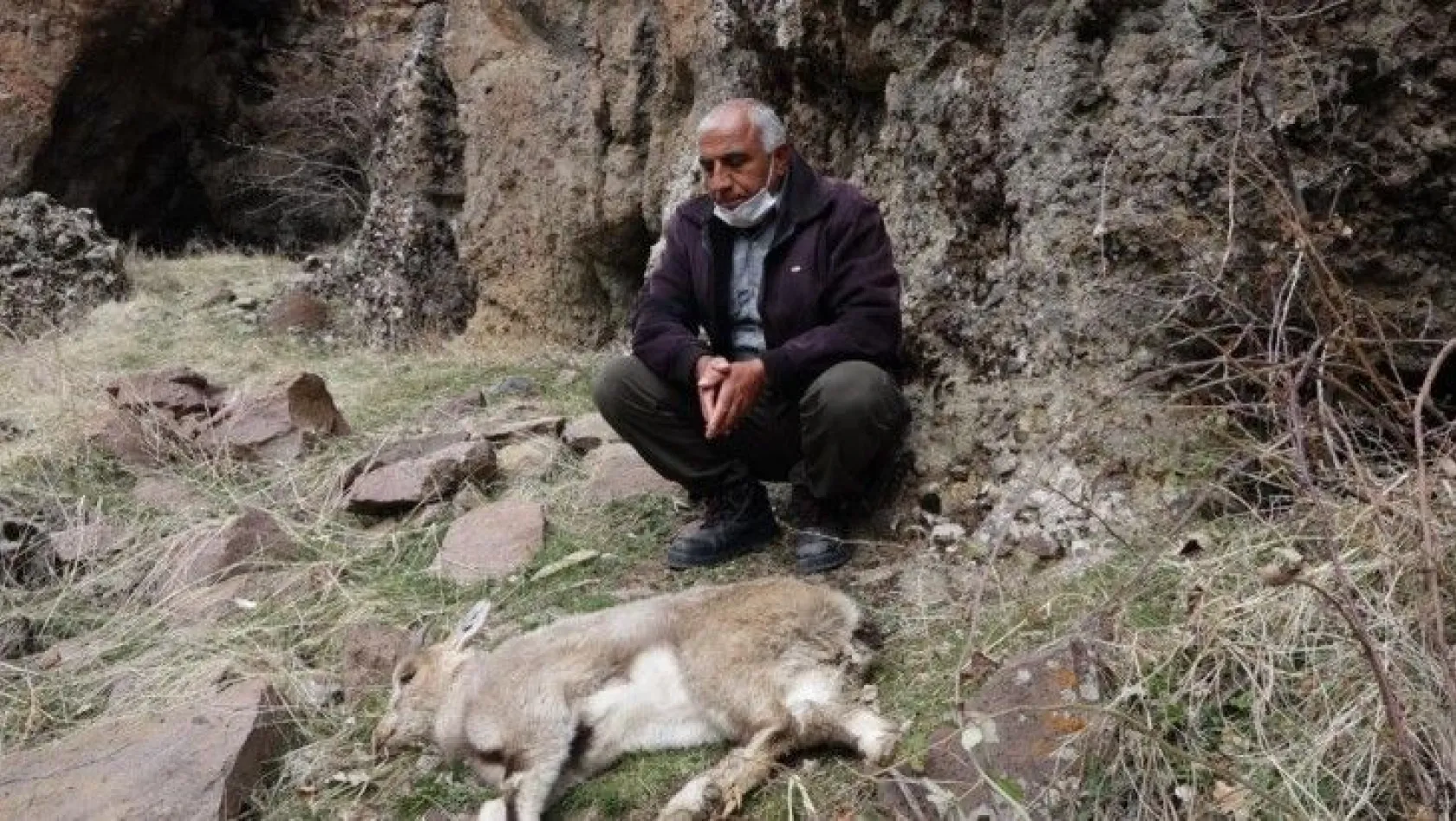 Tunceli'deki dağ keçisi ölümleri
