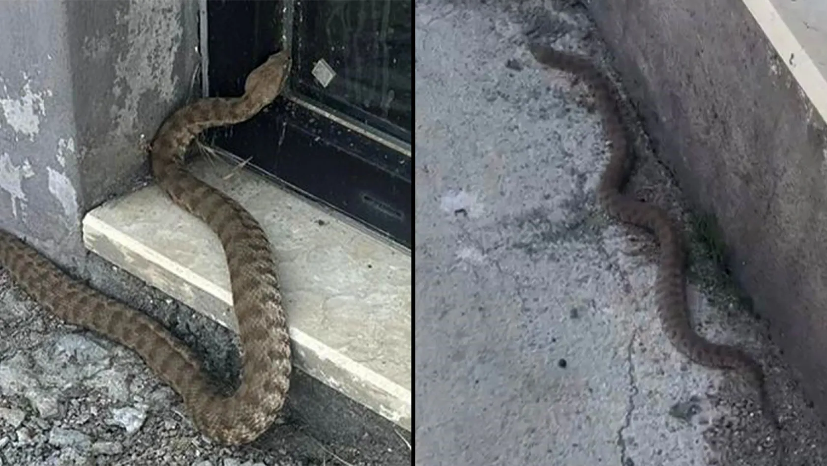 Türkiye'nin en zehirli yılanı görüntülendi
