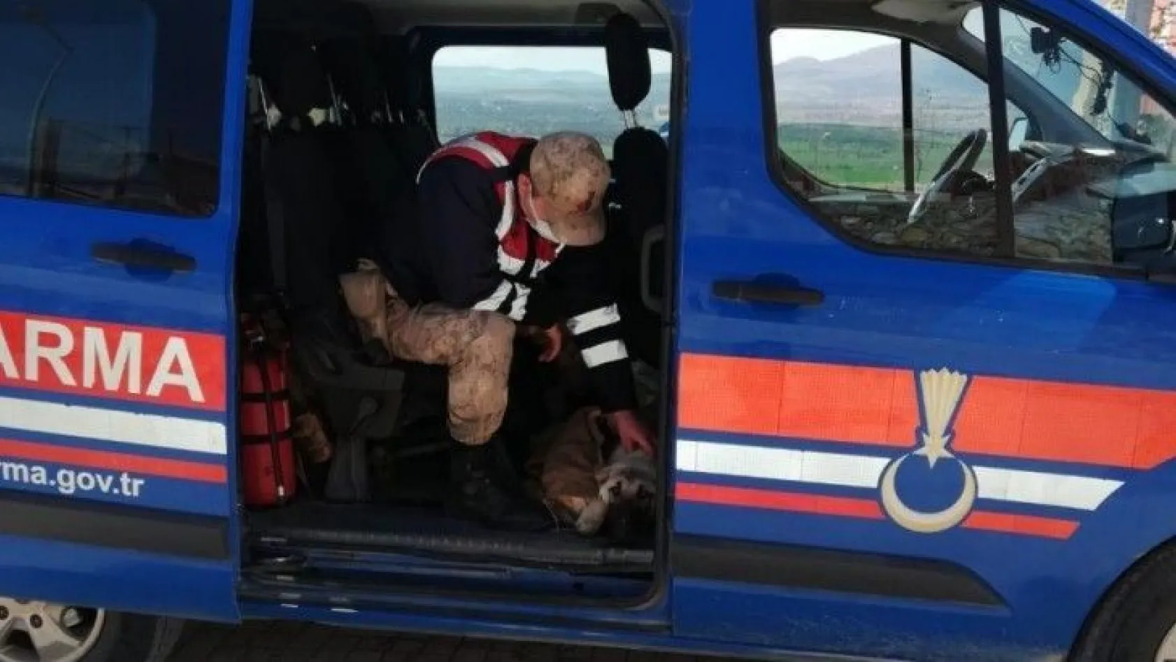 Yaralı köpeği fark eden jandarma, ekip aracıyla hastaneye götürdü