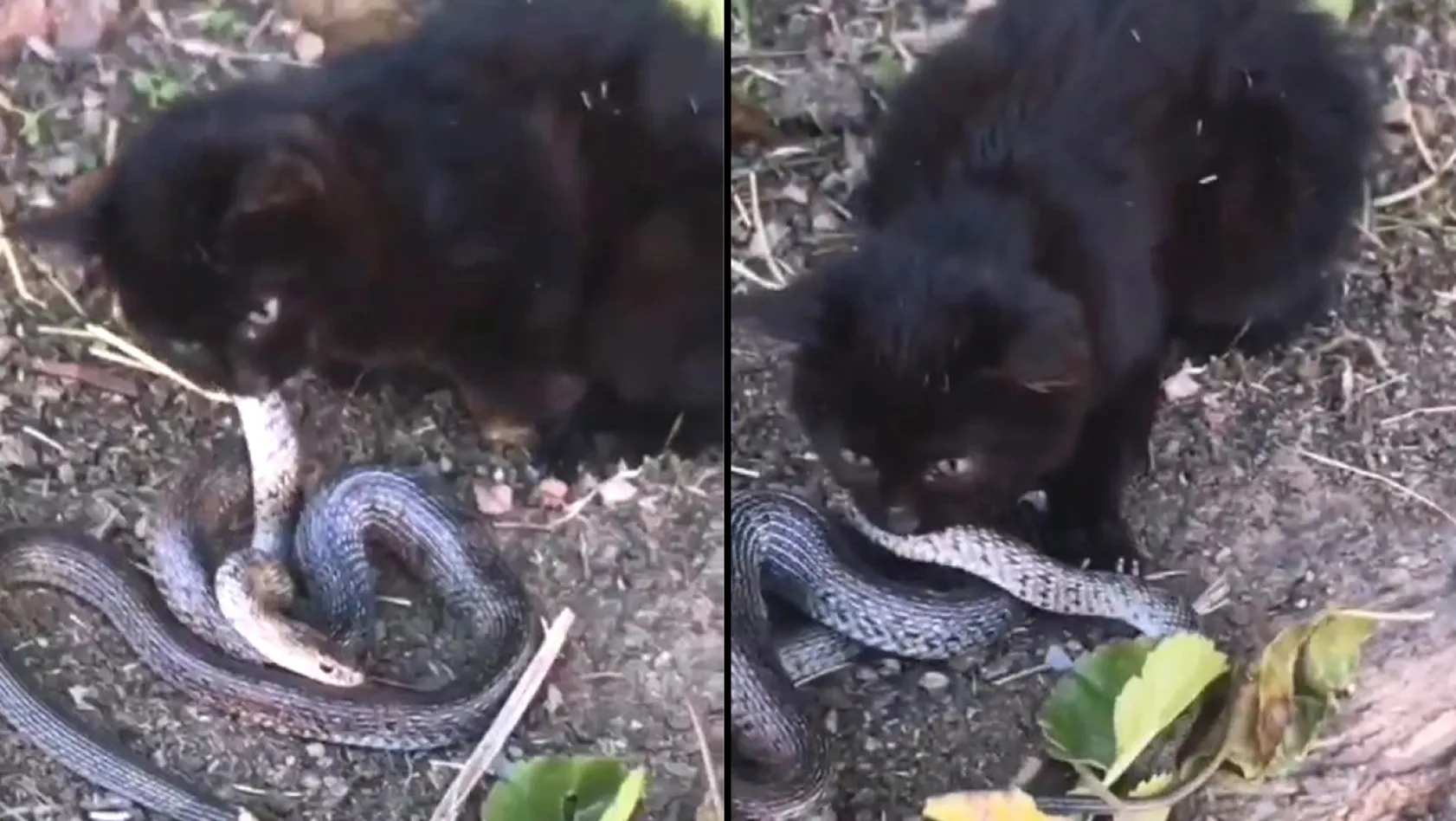 Yavru kediyle yılanın mücadelesi