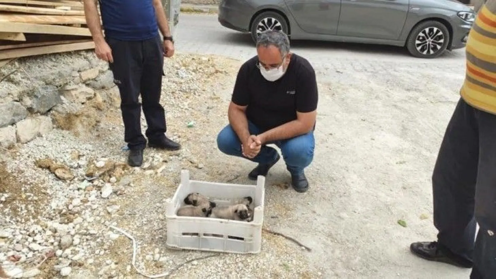Yavru köpekler kasa ile ölüme terk edildi
